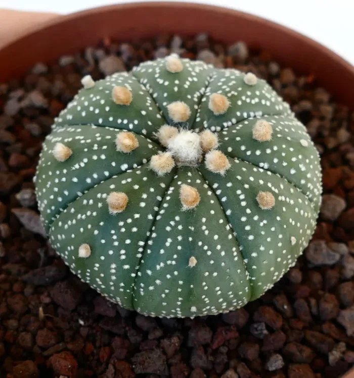 Astrophytum asterias VG6 Sconti - immagine 2