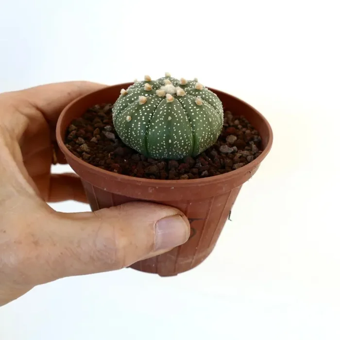 Astrophytum asterias VG6 Sconti - immagine 3