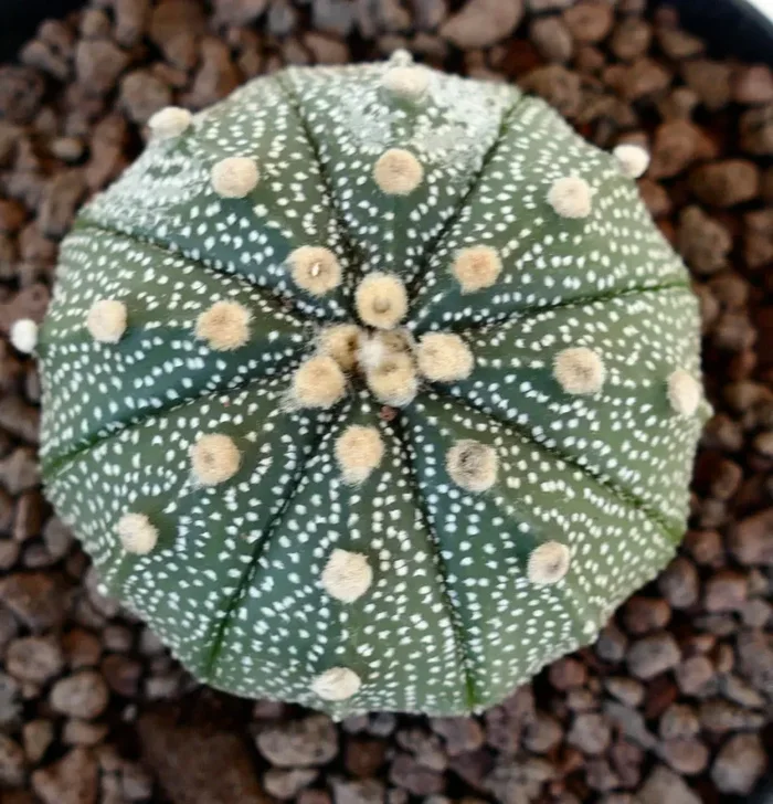 Astrophytum asterias VG8 - immagine 2