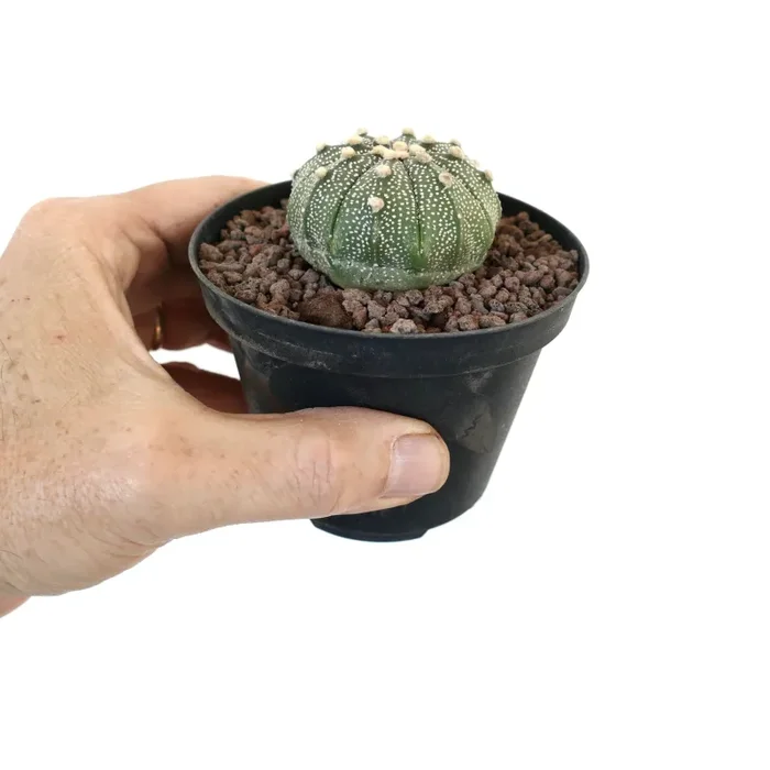 Astrophytum asterias VG8 - immagine 3