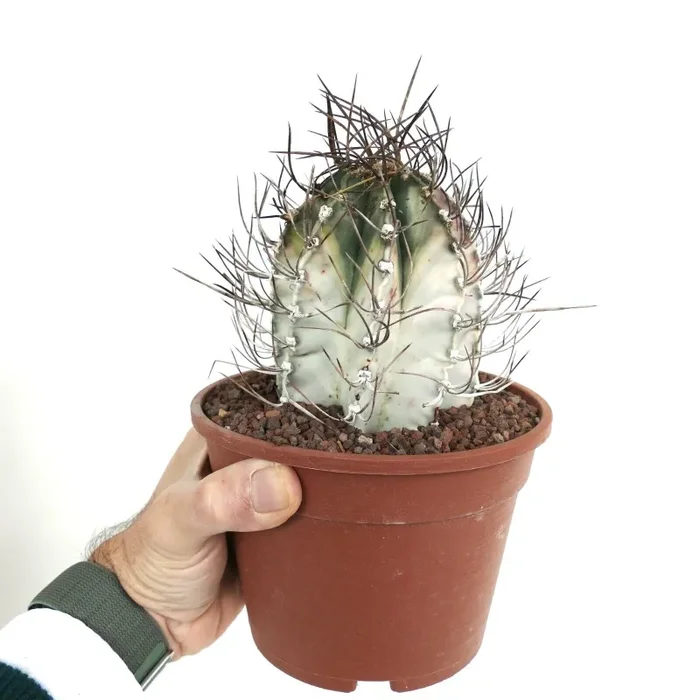 Astrophytum capricorne crassispinum WHITE VARIEGATED AH11