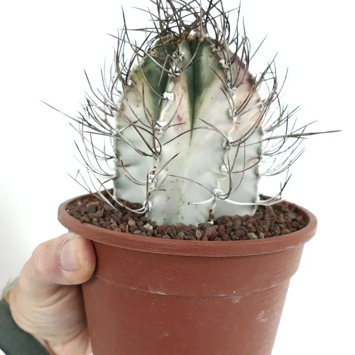 Astrophytum capricorne crassispinum WHITE VARIEGATED AH11 - immagine 2