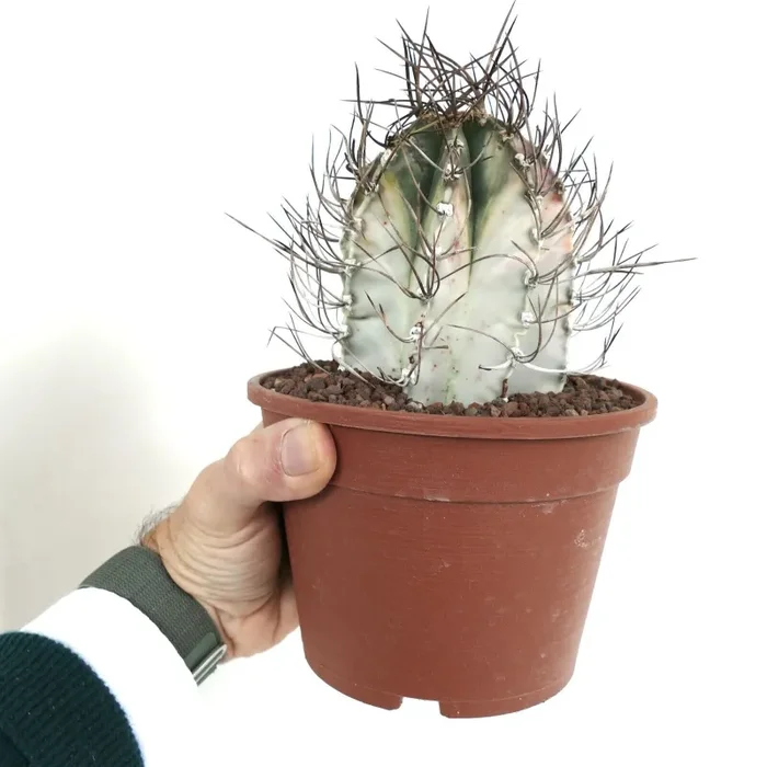 Astrophytum capricorne crassispinum WHITE VARIEGATED AH11 - immagine 3