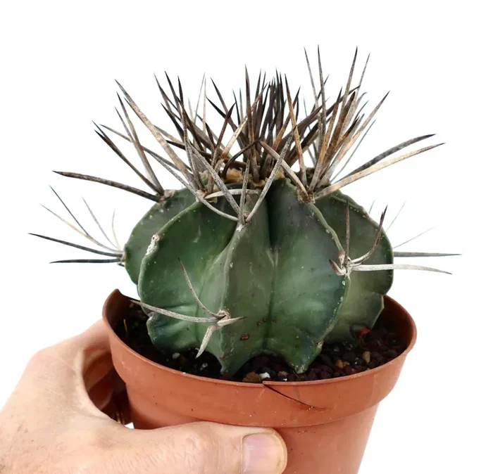 Astrophytum capricorne cv BUFFALO (syn. Taiho-gyoku) 3X04 Vendita online - immagine 2