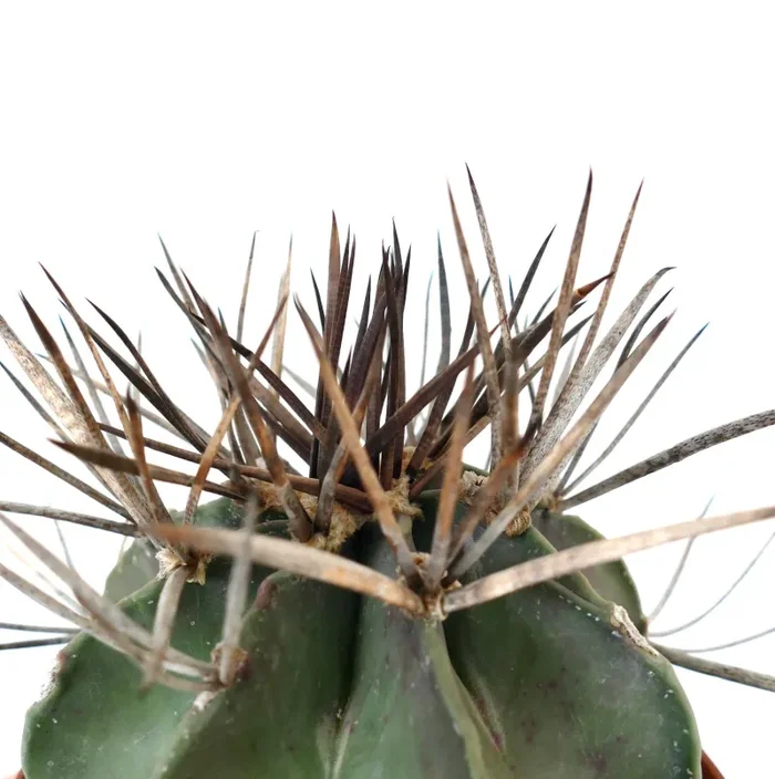 Astrophytum capricorne cv BUFFALO (syn. Taiho-gyoku) 3X04 Vendita online - immagine 3