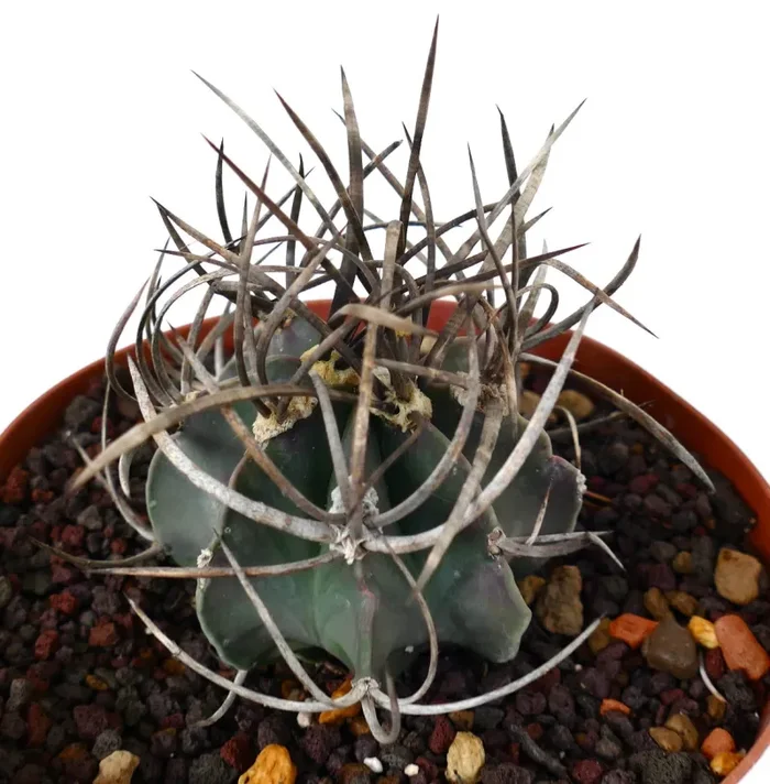 Astrophytum capricorne cv BUFFALO (syn. Taiho-gyoku) T4T - immagine 2