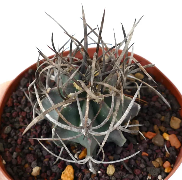 Astrophytum capricorne cv BUFFALO (syn. Taiho-gyoku) T4T - immagine 3