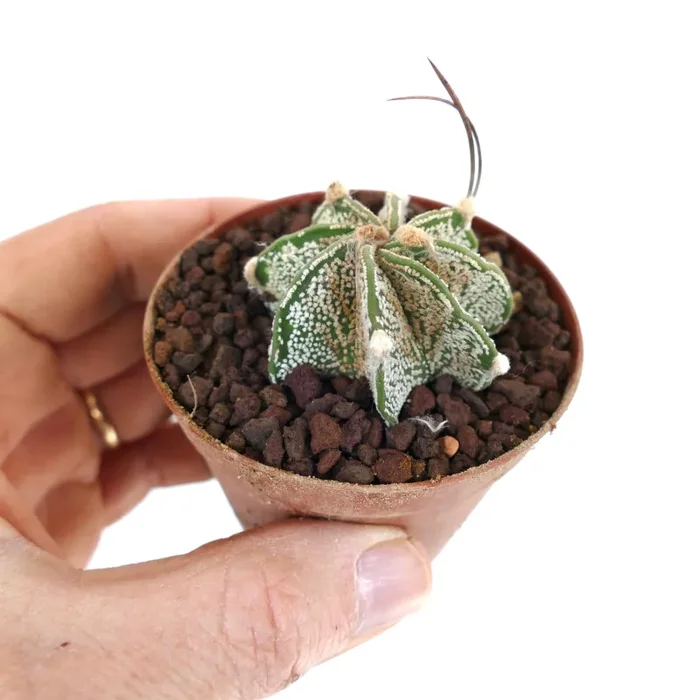Astrophytum capricorne niveaux cv THAYO (UNROOTED) OOM-460 Vendita online - immagine 2
