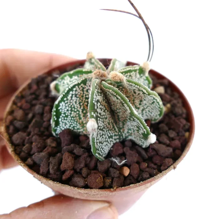 Astrophytum capricorne niveaux cv THAYO (UNROOTED) OOM-460 Vendita online - immagine 3