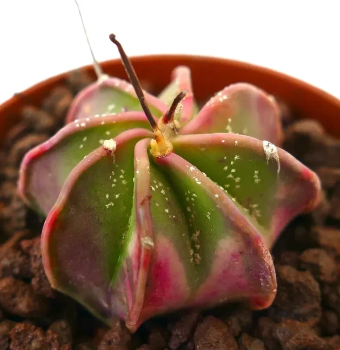 Astrophytum capricorne SLIGHTLY VARIEGATED