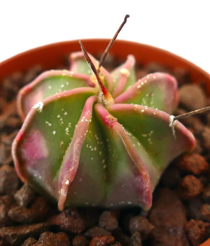 Astrophytum capricorne SLIGHTLY VARIEGATED - immagine 3