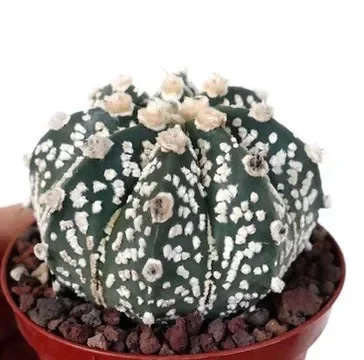Astrophytum cv ONZUKA x SUPERKABUTO 30LK Online ora