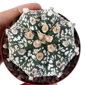 Astrophytum cv ONZUKA x SUPERKABUTO 30LK Online ora - immagine 2