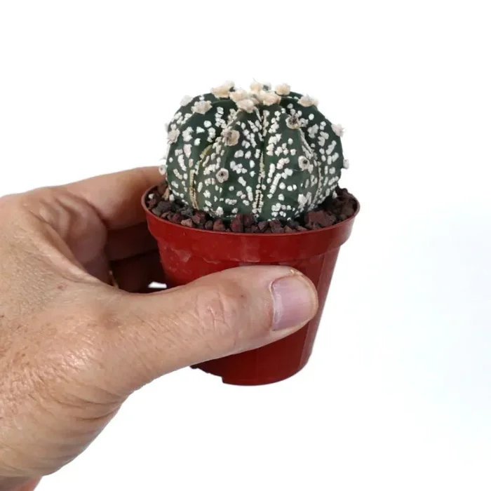 Astrophytum cv ONZUKA x SUPERKABUTO 30LK Online ora - immagine 3