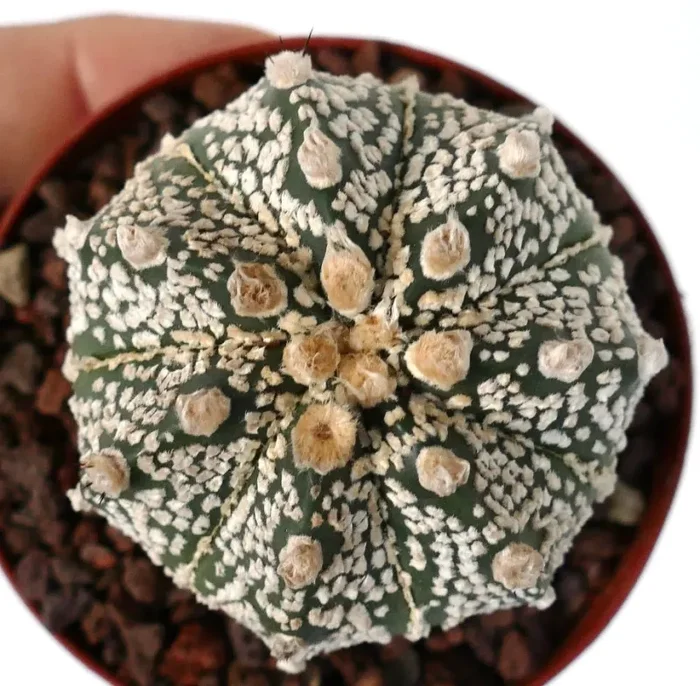 Astrophytum cv ONZUKA x SUPERKABUTO A84-NN77
