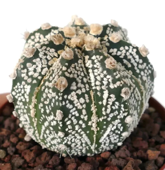 Astrophytum cv ONZUKA x SUPERKABUTO A84-NN77 - immagine 2