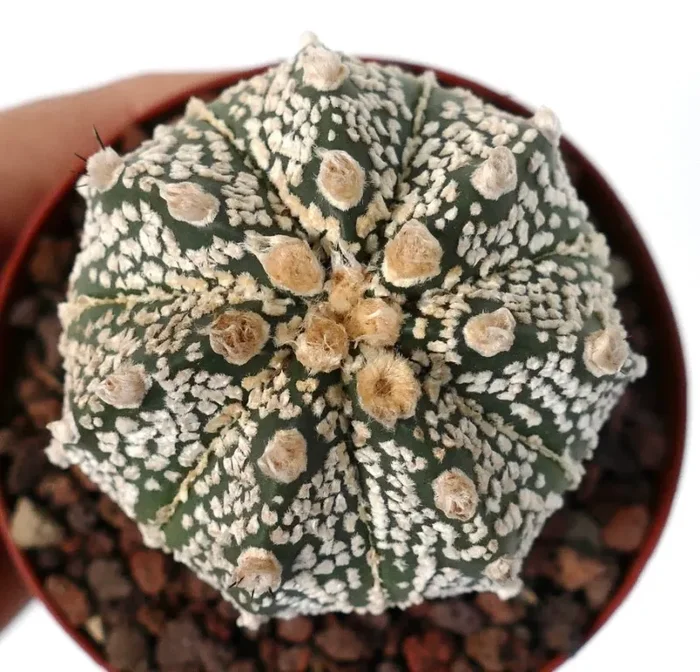 Astrophytum cv ONZUKA x SUPERKABUTO A84-NN77 - immagine 3