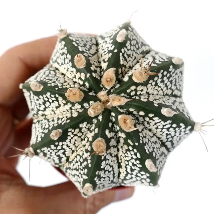 Astrophytum cv ONZUKA x SUPERKABUTO x CAPRICORNE - immagine 2