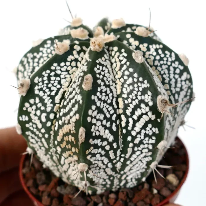 Astrophytum cv ONZUKA x SUPERKABUTO x CAPRICORNE - immagine 3