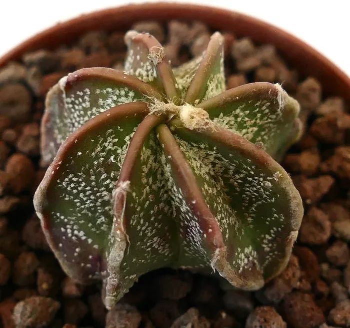 Astrophytum cv THAYO L2