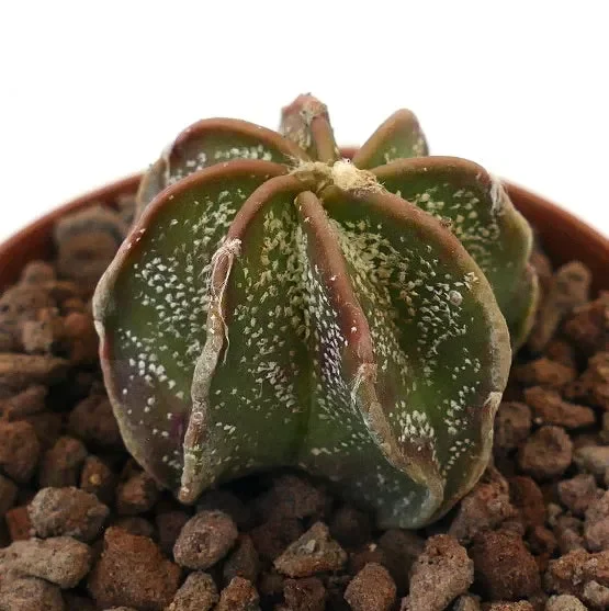 Astrophytum cv THAYO L2 - immagine 2