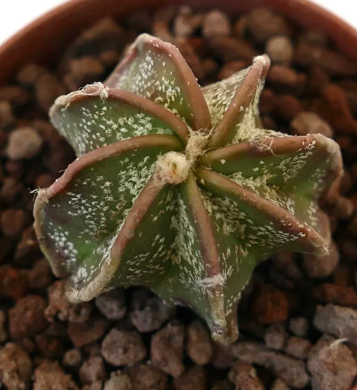 Astrophytum cv THAYO L2 - immagine 3