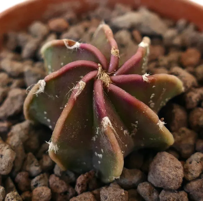 Astrophytum cv THAYO NUDUM GREEN RED