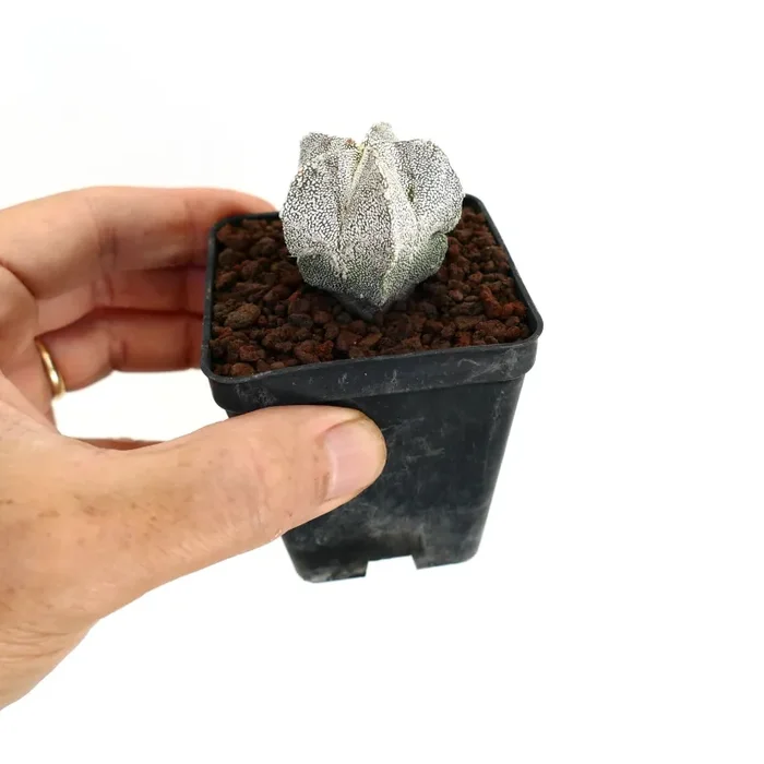 Astrophytum myriostigma cv ‘ONZUKA’