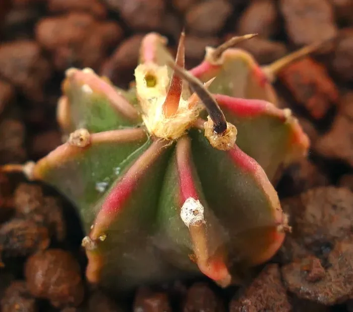 Astrophytum myriostigma cv THAYO BLACK SPINES SMALL SEEDLING Online ora