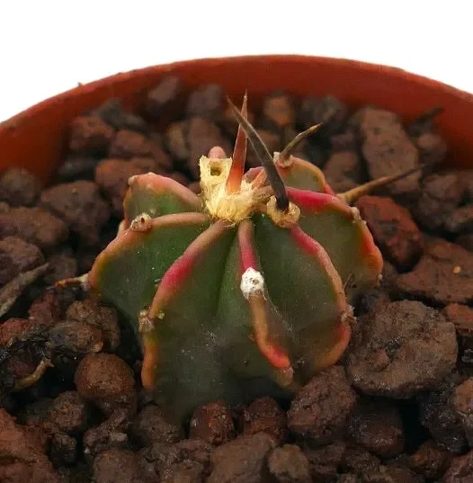 Astrophytum myriostigma cv THAYO BLACK SPINES SMALL SEEDLING Online ora - immagine 3