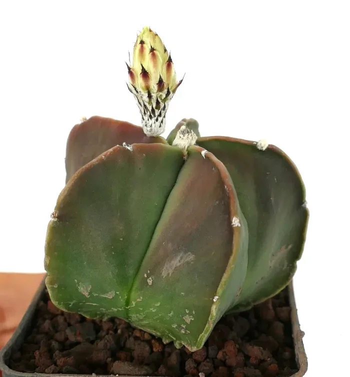 Astrophytum myriostigma var. nudum cv ‘Koh-Yo’