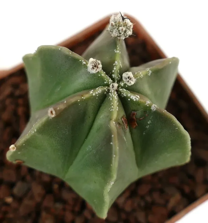 Astrophytum myriostigma var. nudum Fornitura