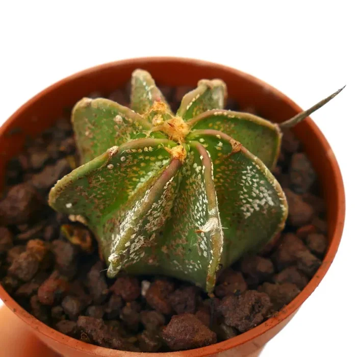 Astrophytum myriostigma x capricorne Sconti