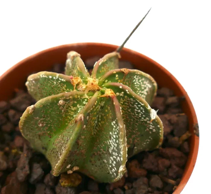 Astrophytum myriostigma x capricorne Sconti - immagine 2