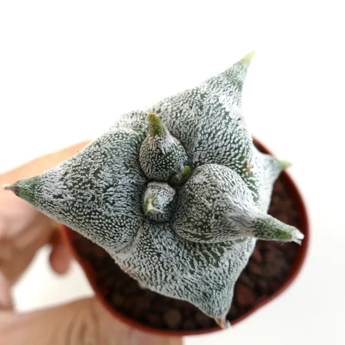 Astrophytum myrisotigma cv “KIKKO JESTER HAT”