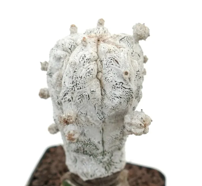 Astrophytum myrisotigma SNOW x columnare ONZUKA GRAFTED