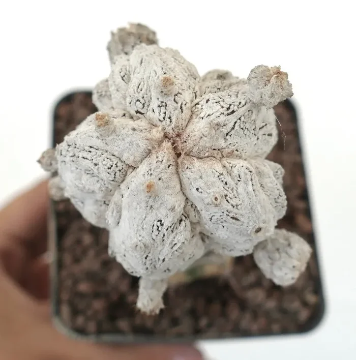 Astrophytum myrisotigma SNOW x columnare ONZUKA GRAFTED - immagine 2