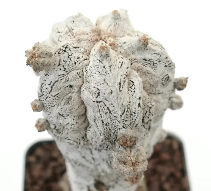 Astrophytum myrisotigma SNOW x columnare ONZUKA GRAFTED - immagine 3