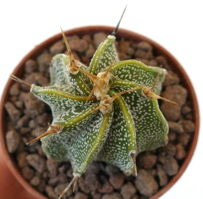 Astrophytum ornatum AUREUM Fornitura