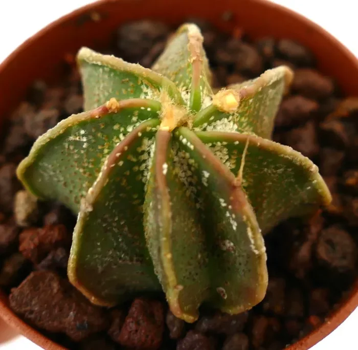 Astrophytum ornatum x capricorne THAYO GREEN