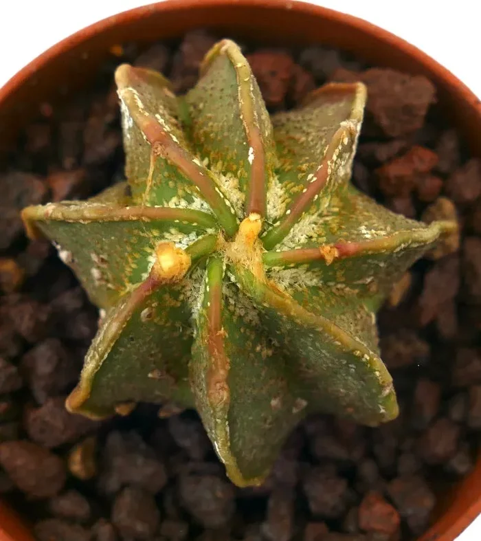 Astrophytum ornatum x capricorne THAYO GREEN - immagine 2