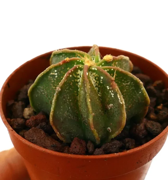 Astrophytum ornatum x capricorne THAYO GREEN - immagine 3