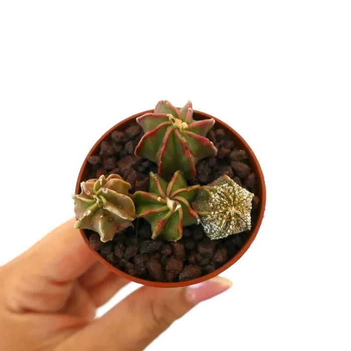 Astrophytum POT OF FOUR SEEDLINGS - immagine 2