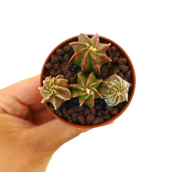Astrophytum POT OF FOUR SEEDLINGS - immagine 3