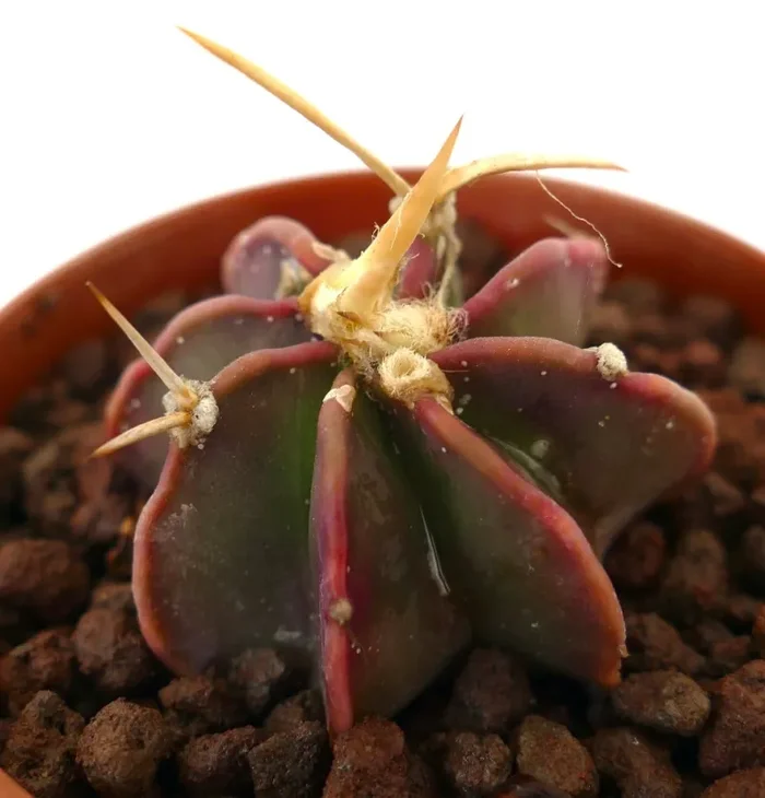 Astrophytum THAYO x BUFFALO AUREUM