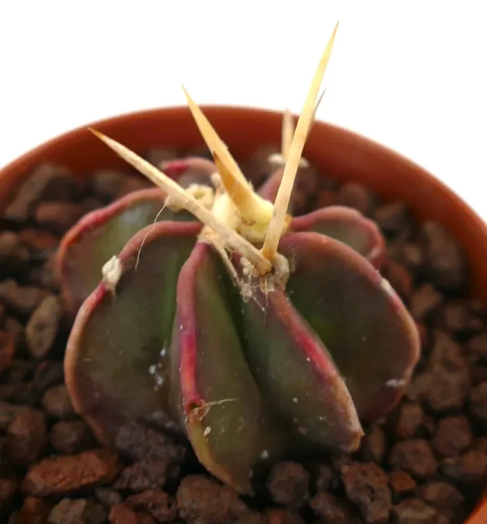 Astrophytum THAYO x BUFFALO AUREUM - immagine 2