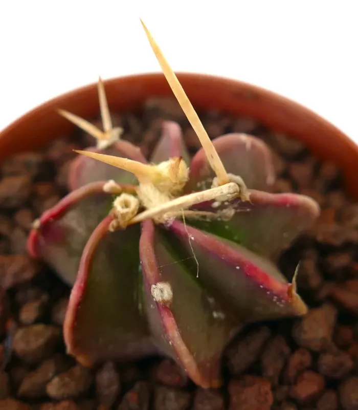 Astrophytum THAYO x BUFFALO AUREUM - immagine 3