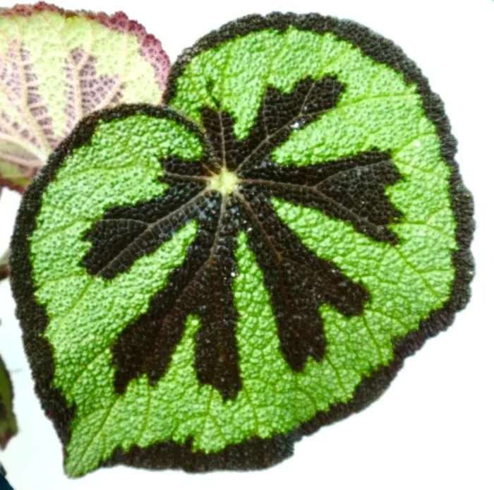 Begonia masoniana Vendita calda online