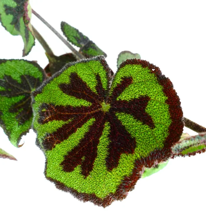 Begonia masoniana Vendita calda online - immagine 2