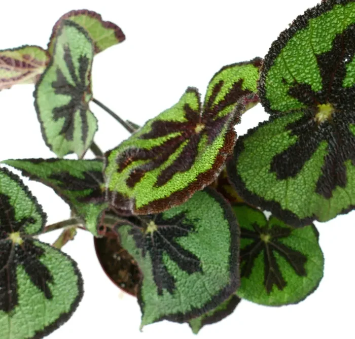 Begonia masoniana Vendita calda online - immagine 3